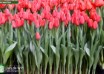 Tulipa Speed Date (1)